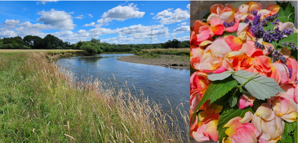 Sommerbild mit Flussufer links und Rosenblütenblättern rechts